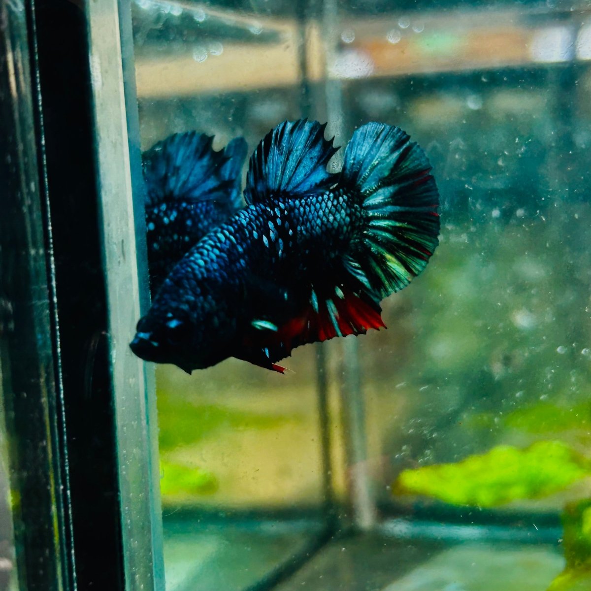 Plakat Avarta Nebula Male Betta 127 Male betta