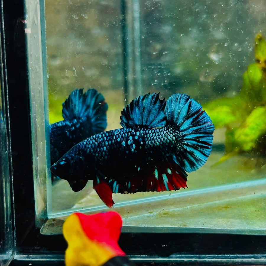 Plakat Avarta Nebula Male Betta 127 Male betta