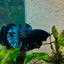 Plakat Avarta Nebula Male Betta 127 Male betta