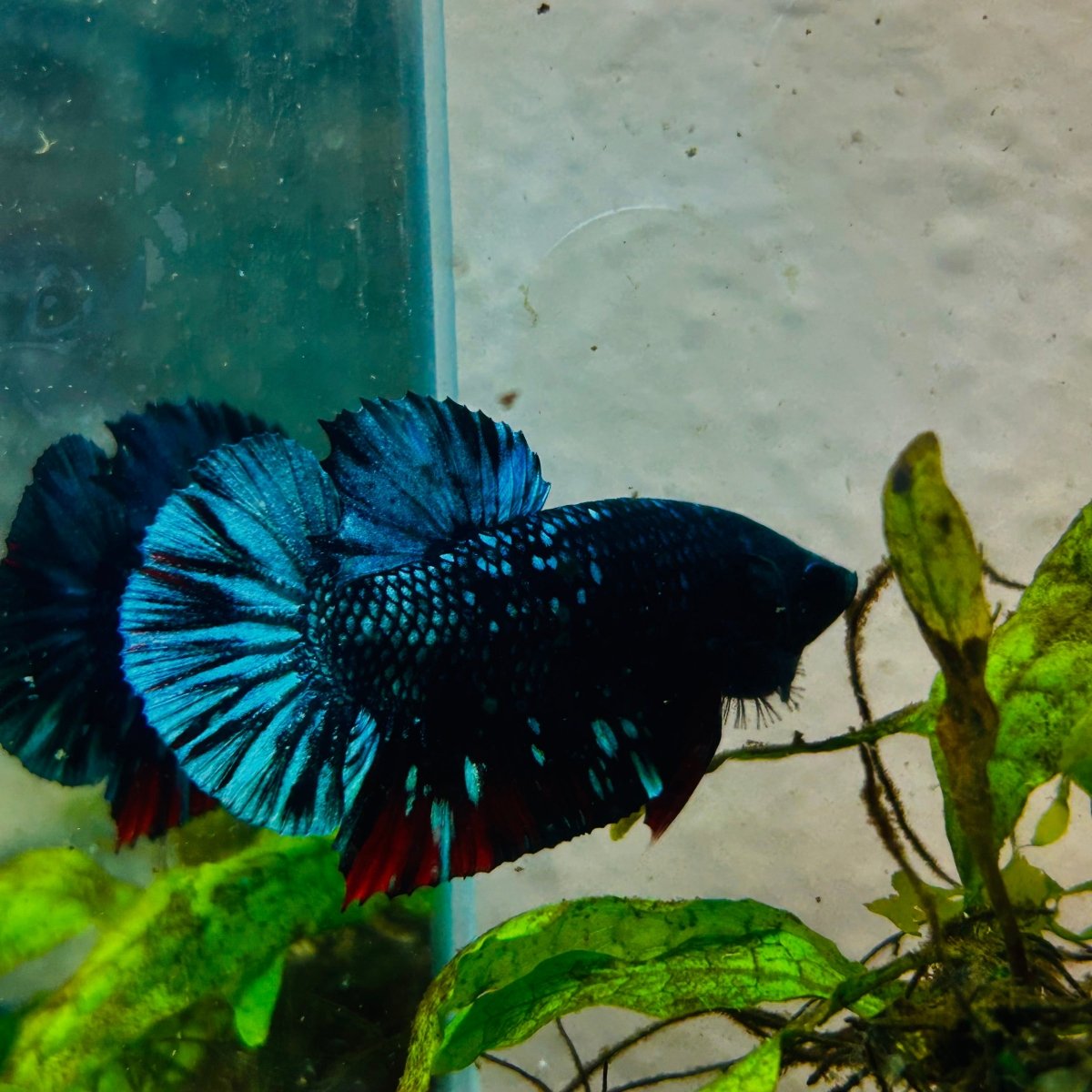 Plakat Avarta Nebula Male Betta 127 Male betta