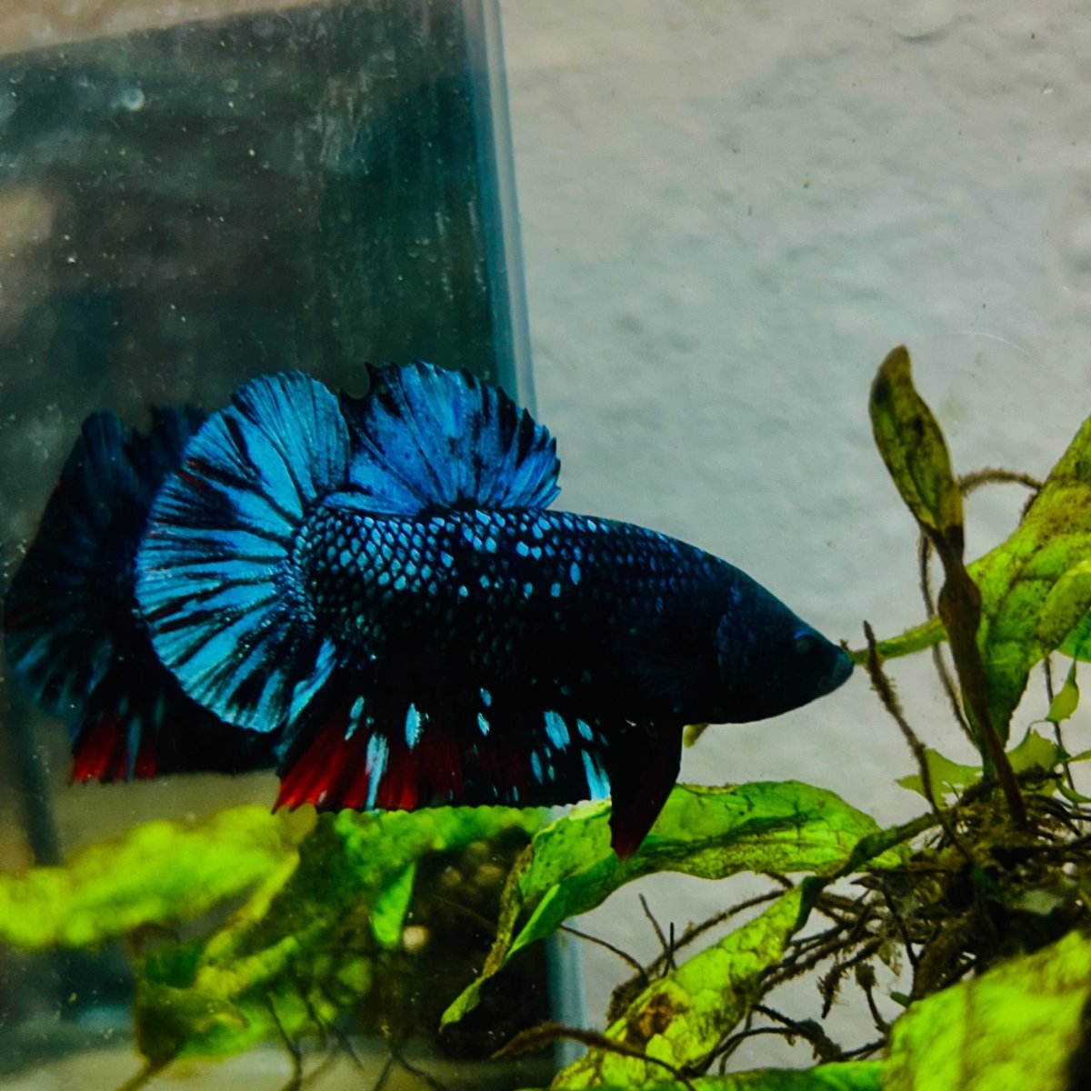 Plakat Avarta Nebula Male Betta 127 Male betta