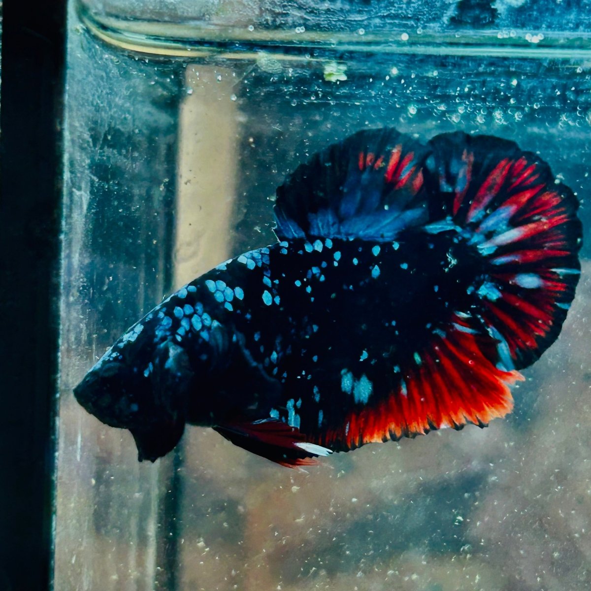 Plakat Avarta Nebula Male Betta 140 Male betta