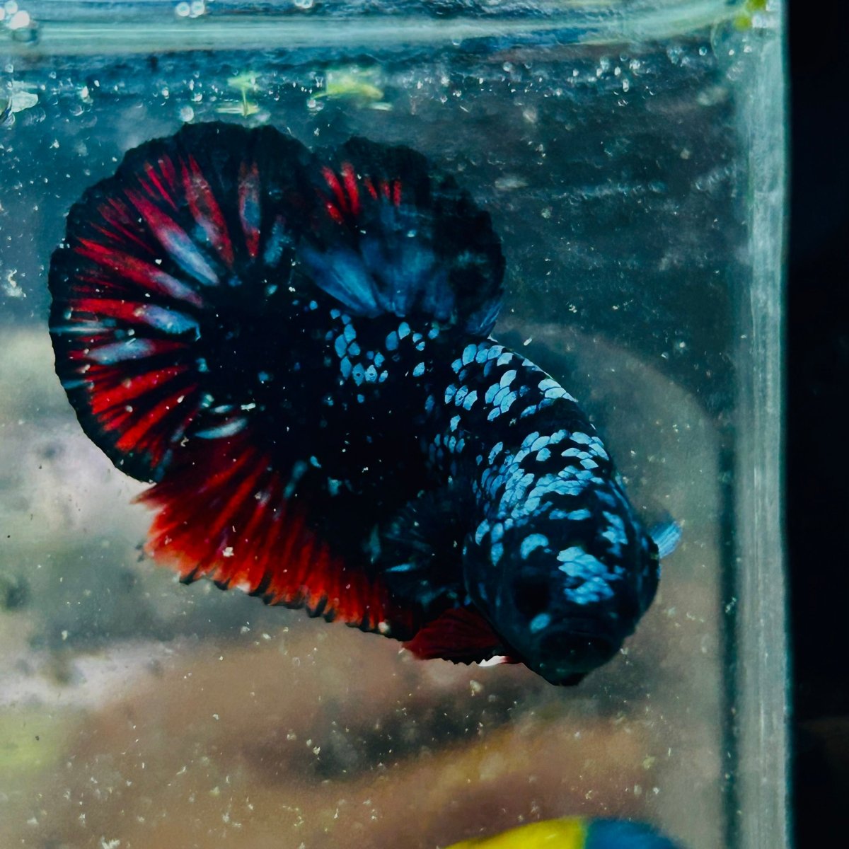 Plakat Avarta Nebula Male Betta 140 Male betta