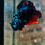 Plakat Avarta Nebula Male Betta 140 Male betta