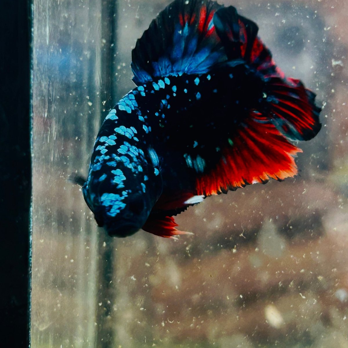 Plakat Avarta Nebula Male Betta 140 Male betta