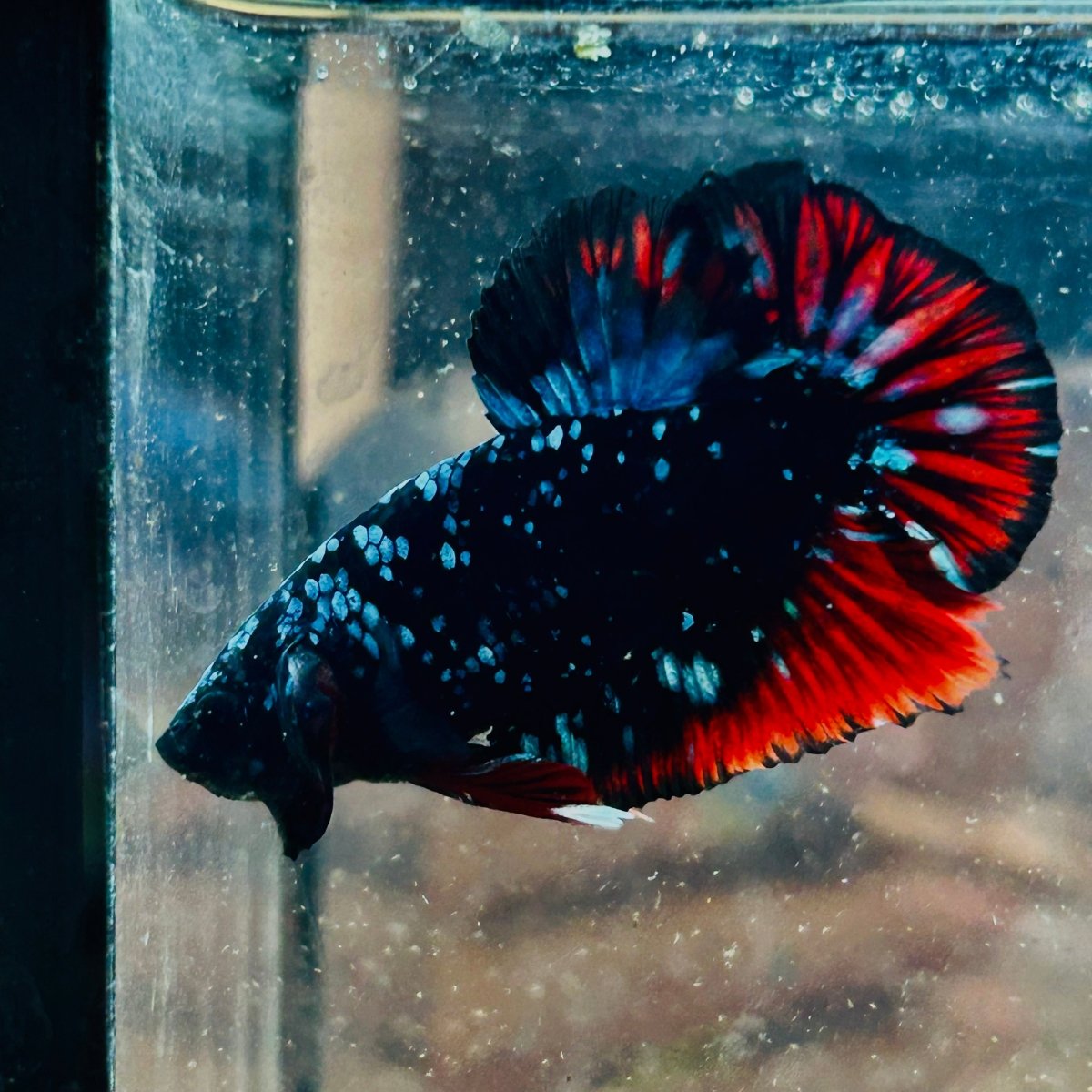 Plakat Avarta Nebula Male Betta 140 Male betta