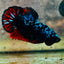 Plakat Avarta Nebula Male Betta 140 Male betta