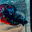 Plakat Avarta Nebula Male Betta 140 Male betta