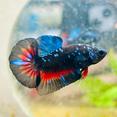 Plakat Avarta Nebula Male Betta 144