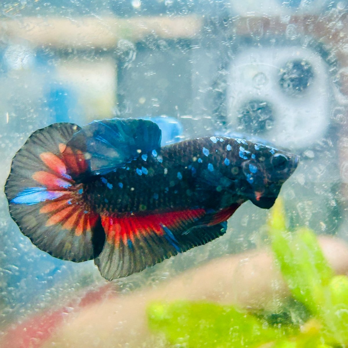 Plakat Avarta Nebula Male Betta 144