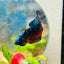 Plakat Avarta Nebula Male Betta 144