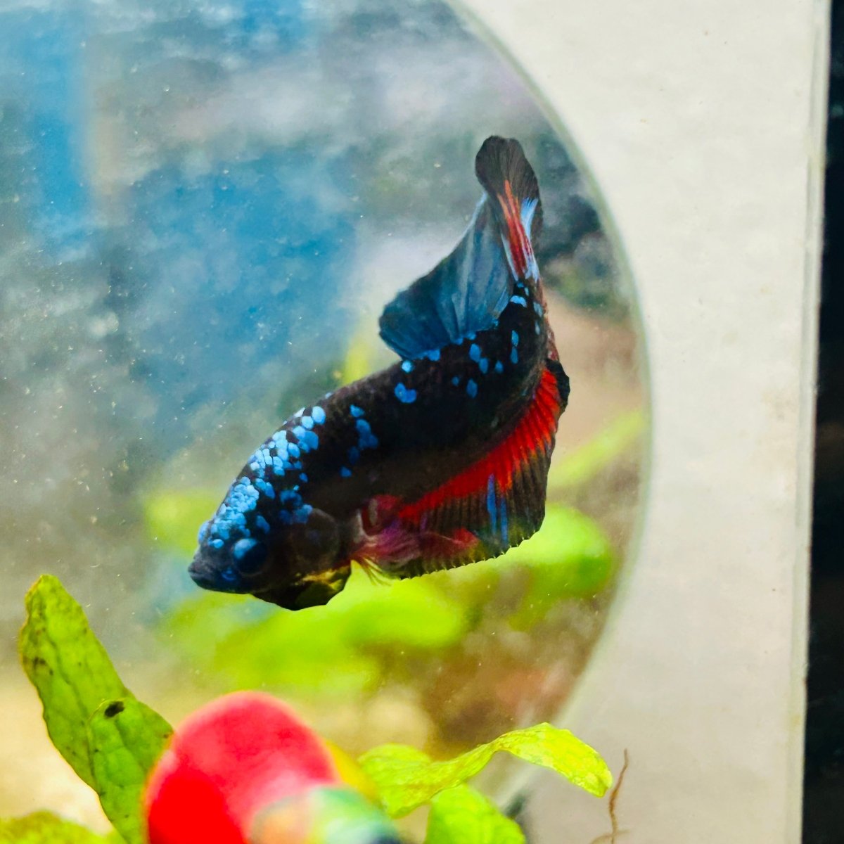 Plakat Avarta Nebula Male Betta 144