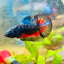 Plakat Avarta Nebula Male Betta 144
