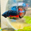 Plakat Avarta Nebula Male Betta 144