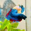 Plakat Avarta Nebula Male Betta 155
