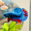Plakat Avarta Nebula Male Betta 155