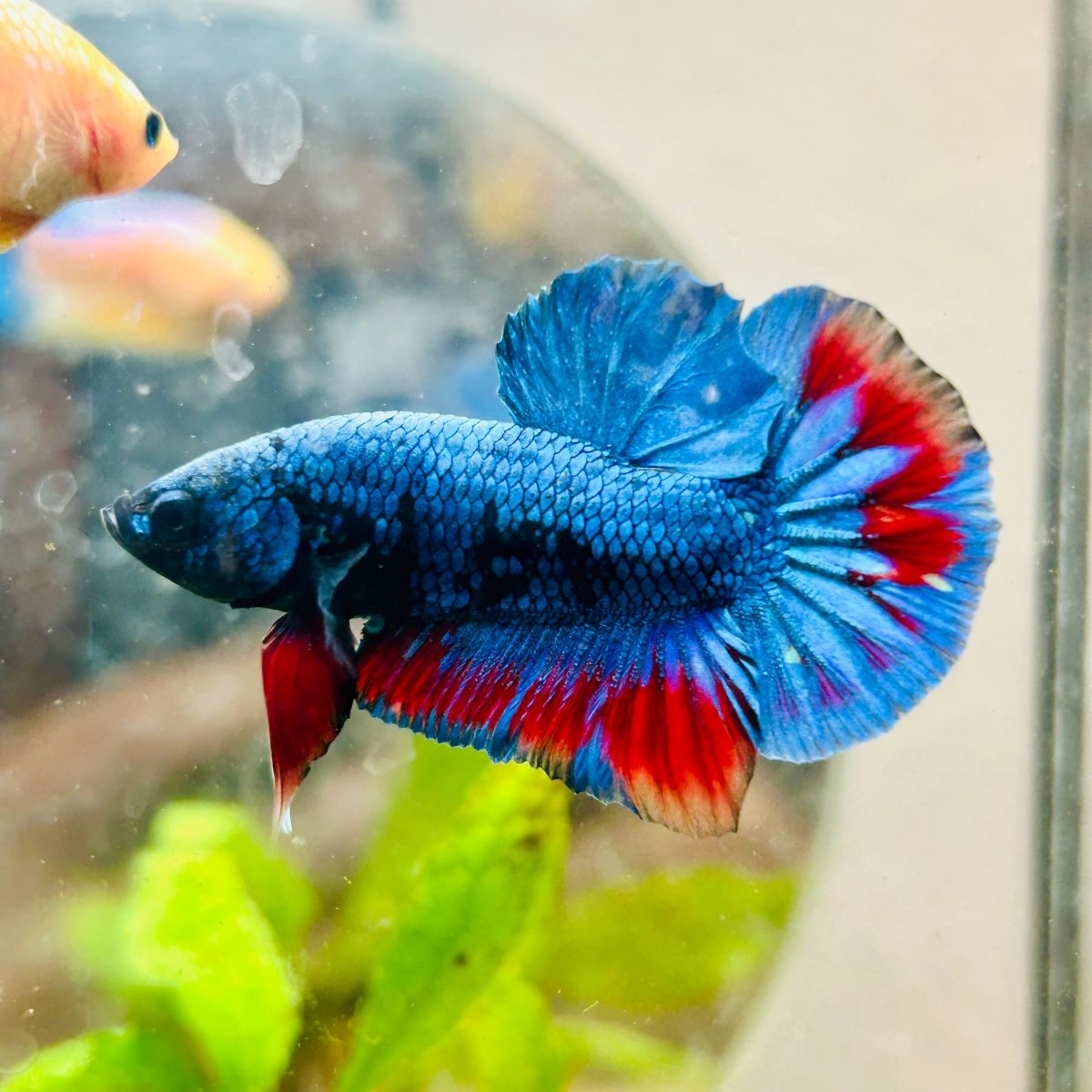 Plakat Avarta Nebula Male Betta 155