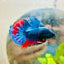 Plakat Avarta Nebula Male Betta 155