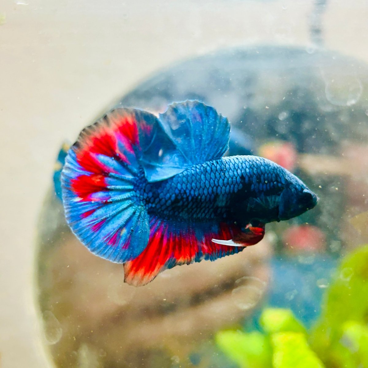 Plakat Avarta Nebula Male Betta 155