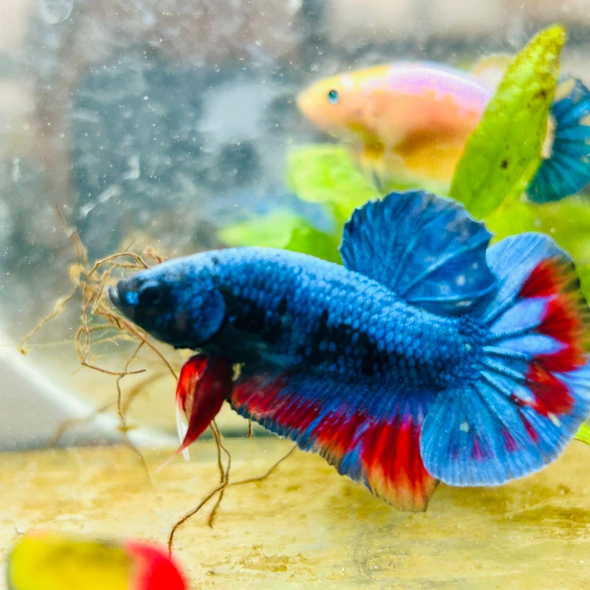 Plakat Avarta Nebula Male Betta 155
