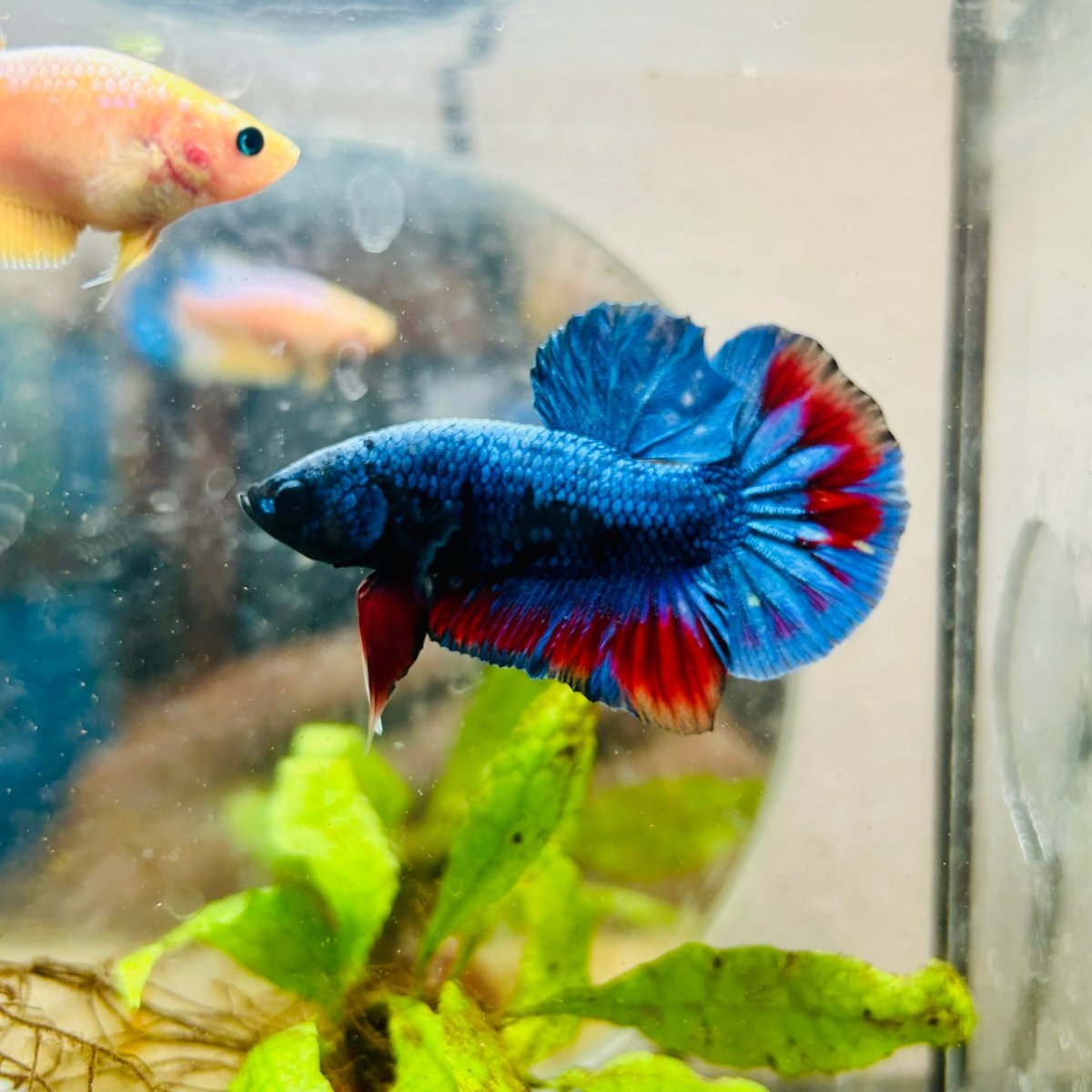 Plakat Avarta Nebula Male Betta 155