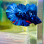 Plakat Avarta Nebula Male Betta 159 Male betta
