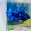 Plakat Avarta Nebula Male Betta 159 Male betta