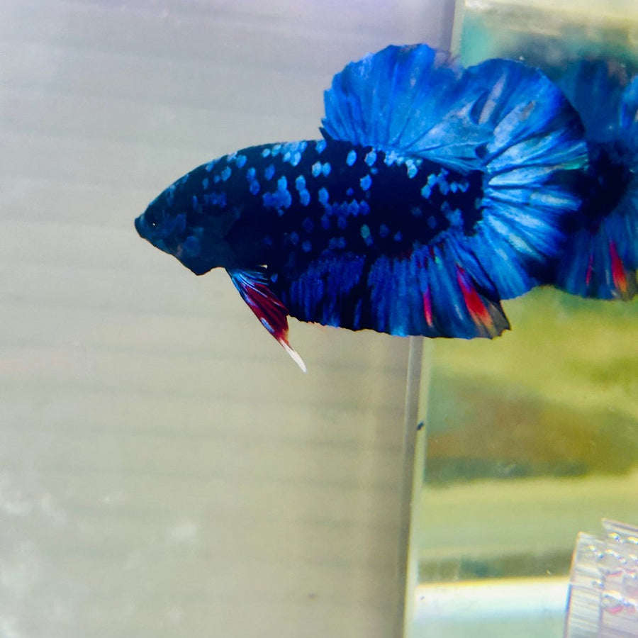 Plakat Avarta Nebula Male Betta 159 Male betta