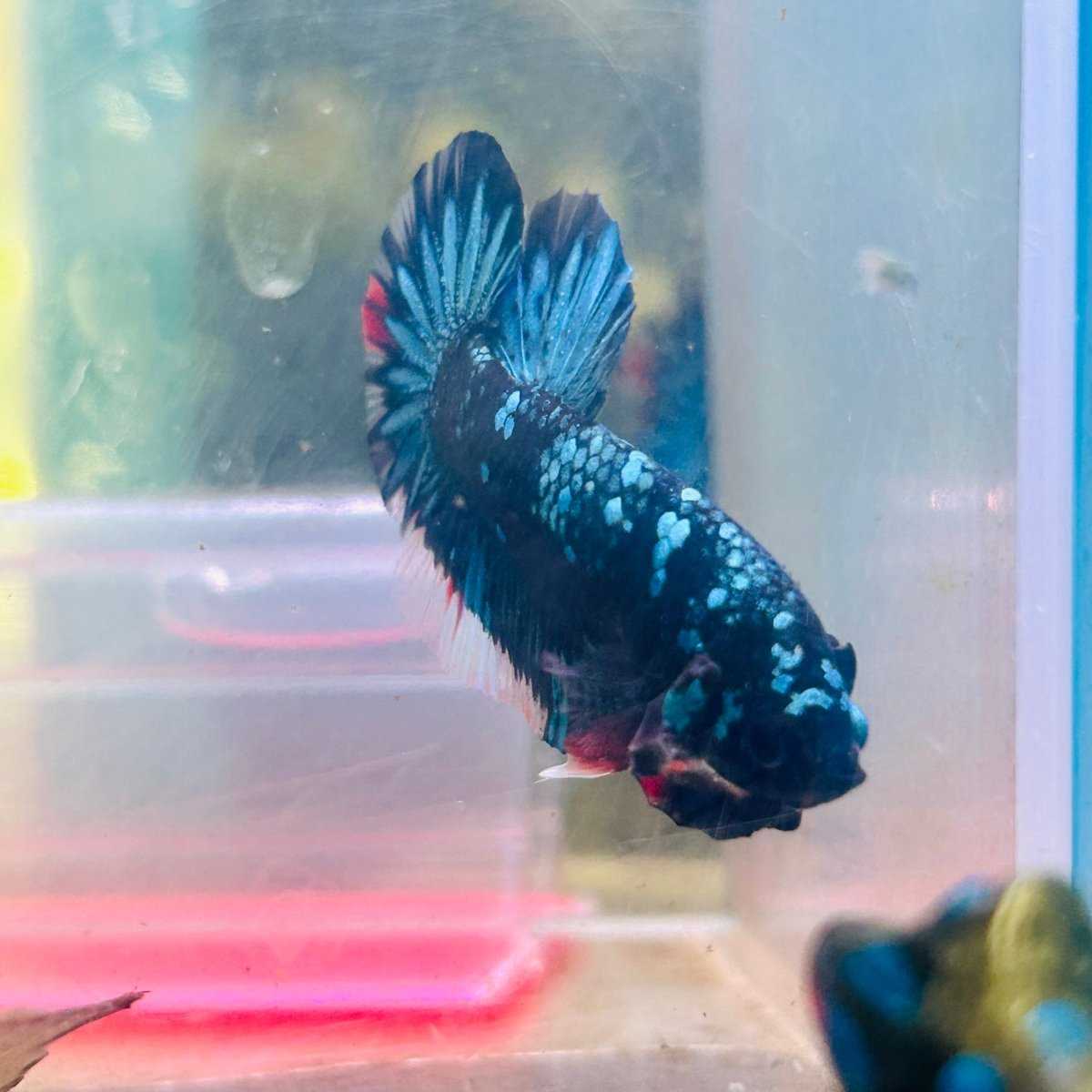 Plakat Avatar Nebula Male Betta #185