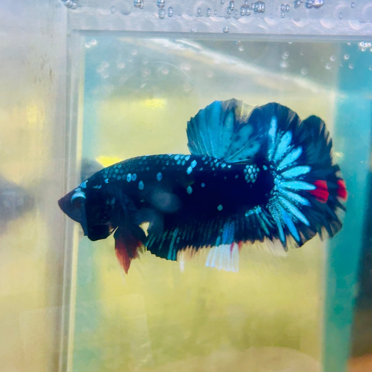 Plakat Avatar Nebula Male Betta #185