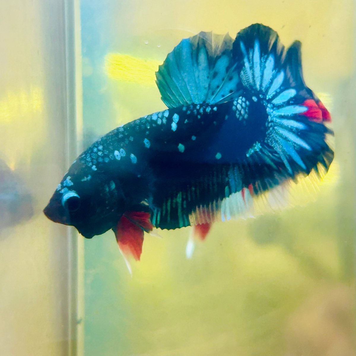 Plakat Avatar Nebula Male Betta #185