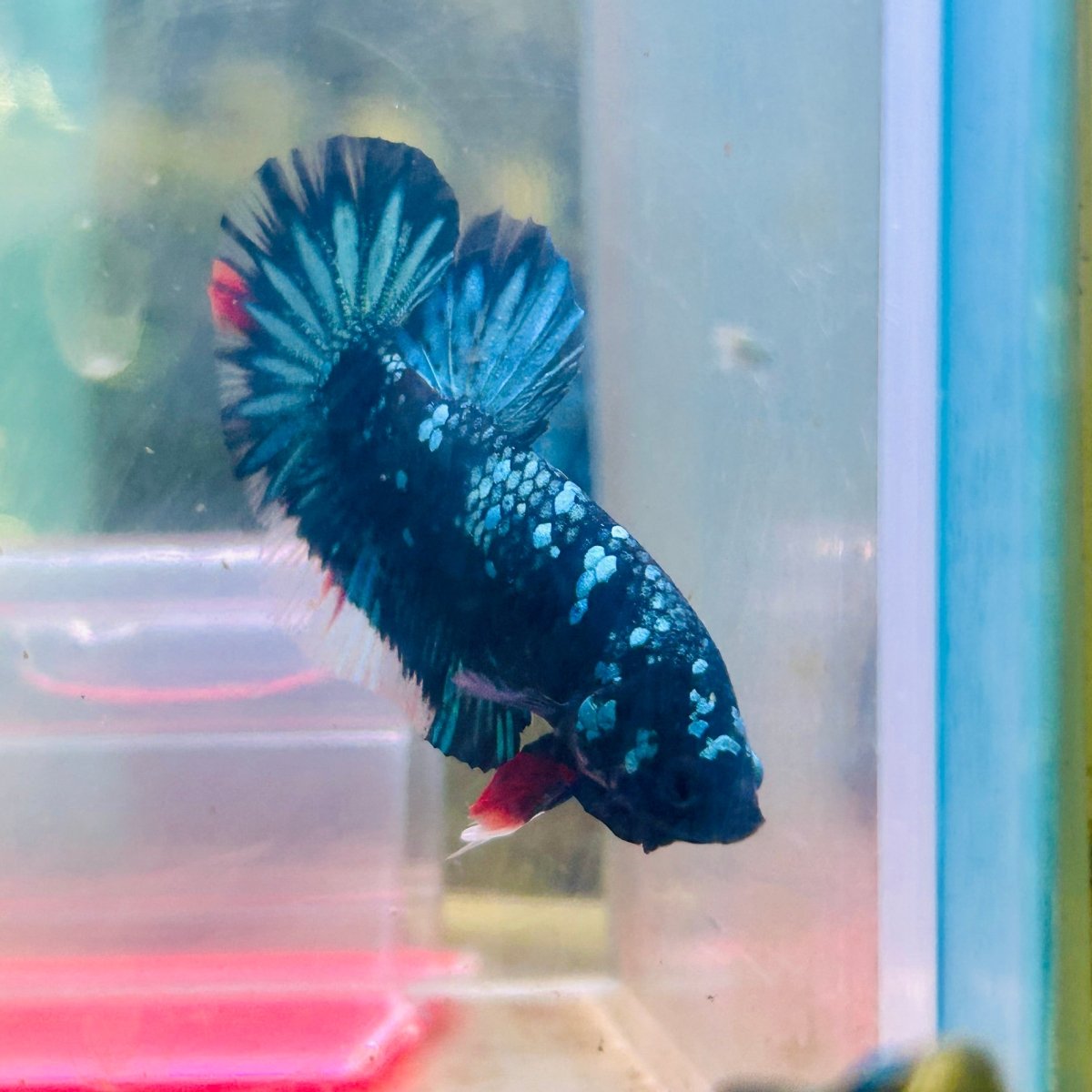 Plakat Avatar Nebula Male Betta #185