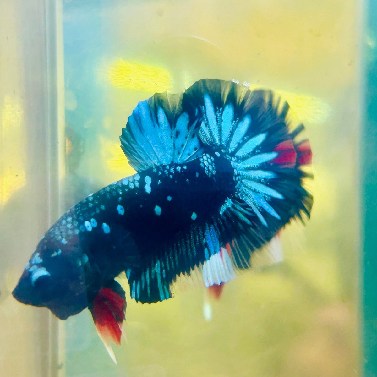 Plakat Avatar Nebula Male Betta #185