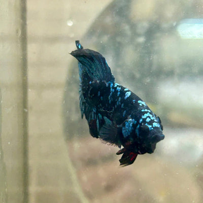 Plakat Avarta Nebula Male Betta 188