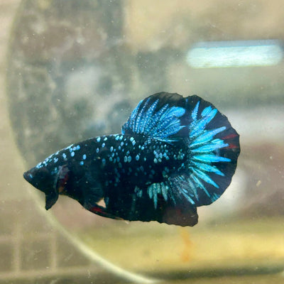 Plakat Avarta Nebula Male Betta 188