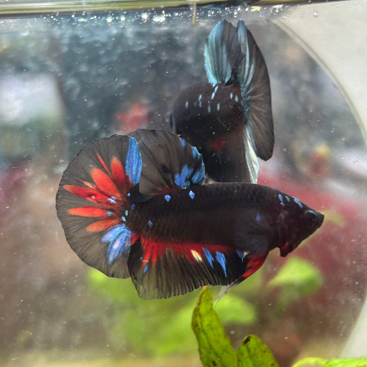 Plakat Avarta Nebula Male Betta 197