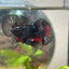 Plakat Avarta Nebula Male Betta 197