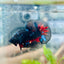 Plakat Avarta Nebula Male Betta 197