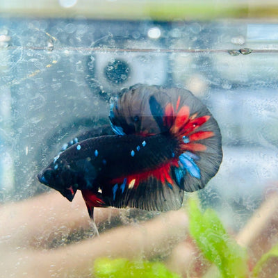 Plakat Avarta Nebula Male Betta 197