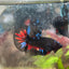 Plakat Avarta Nebula Male Betta 197
