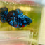 Plakat Avarta Nebula Male Betta M107 Live Betta Fish Male betta
