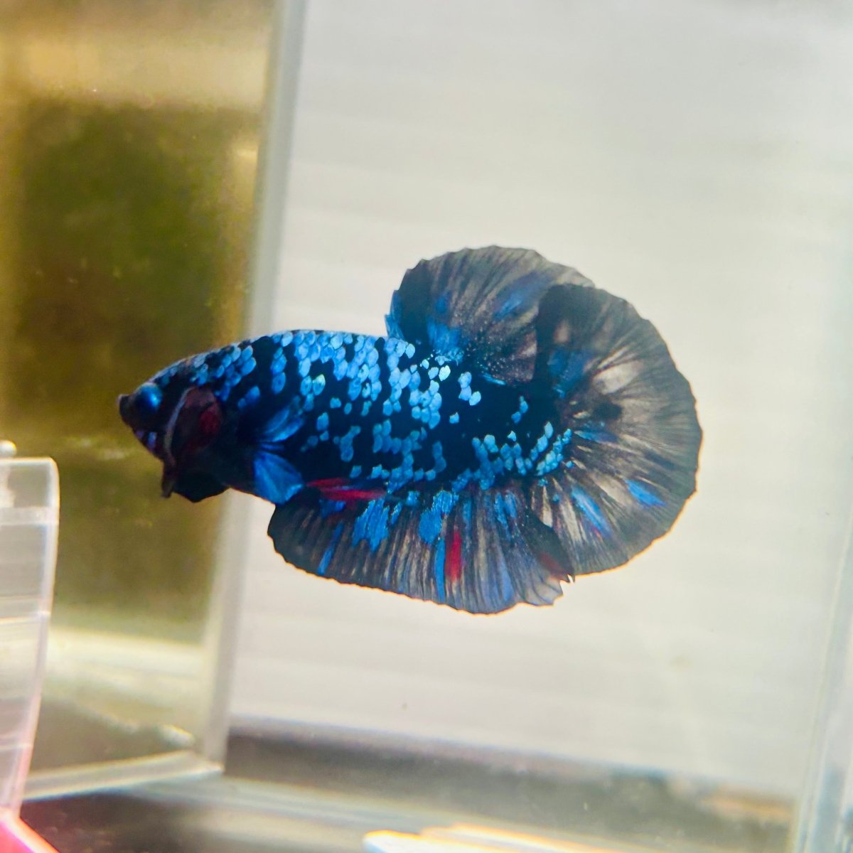 Plakat Avarta Nebula Male Betta M107 Live Betta Fish Male betta
