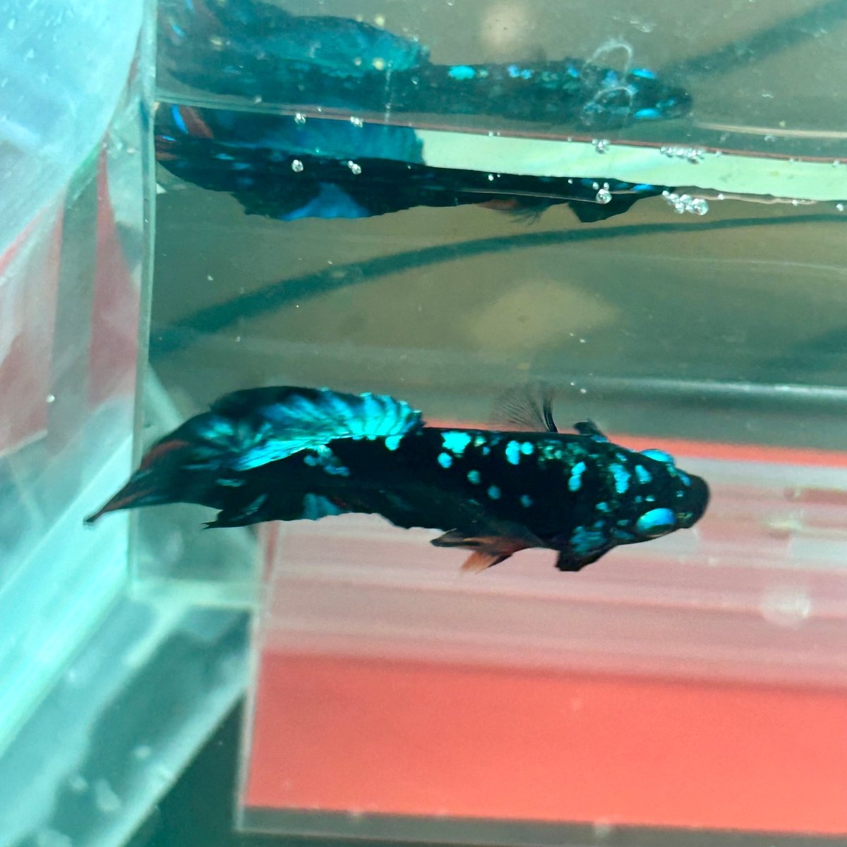 Plakat Avarta Nebula Male Betta M19 Male betta