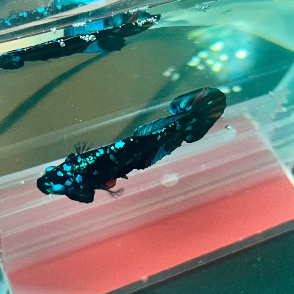Plakat Avarta Nebula Male Betta M19 Male betta
