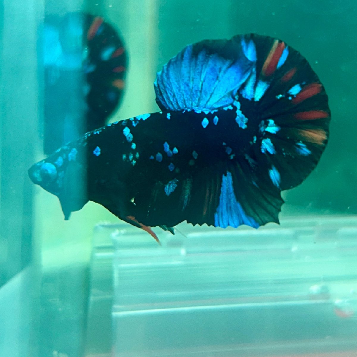 Plakat Avarta Nebula Male Betta M19 Male betta