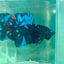 Plakat Avarta Nebula Male Betta M19 Male betta