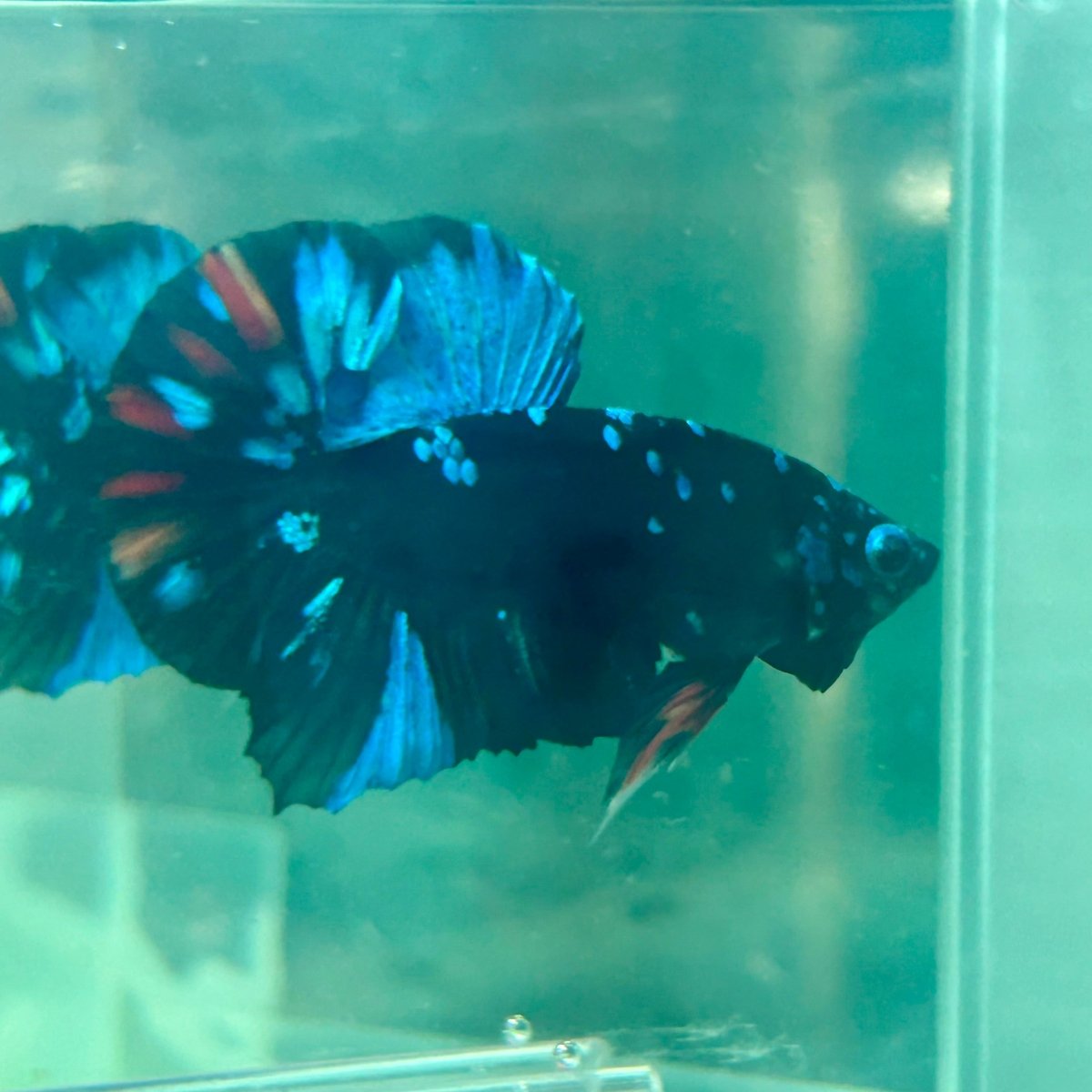 Plakat Avarta Nebula Male Betta M19 Male betta
