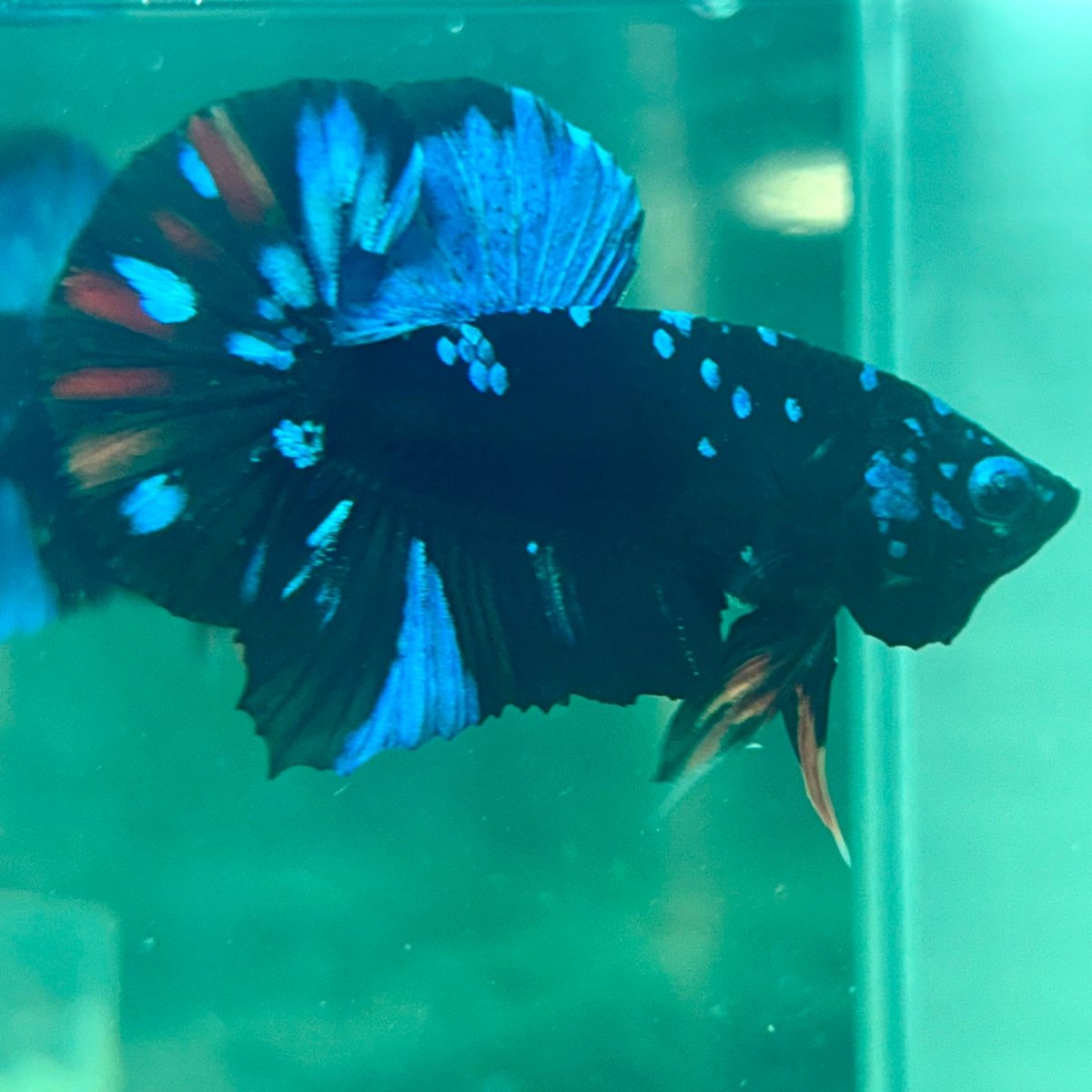 Plakat Avarta Nebula Male Betta M19 Male betta