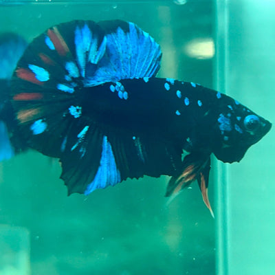Plakat Avarta Nebula Male Betta M19 Male betta