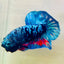Plakat Avarta Nebula Male Betta Ma29 Male betta